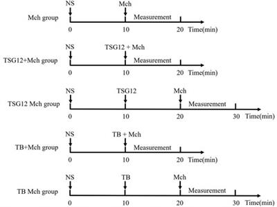 The Effects of a Transgelin-2 Agonist Administered at Different Times in a Mouse Model of Airway Hyperresponsiveness